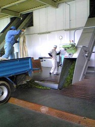 お茶工場.jpg