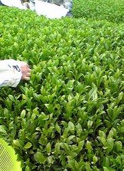 茶摘み.jpg